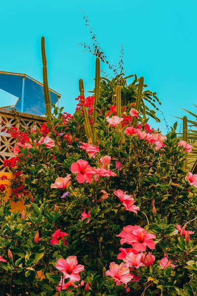 Tropik çiçekler yer. Kanarya Adası. Seyahat ruh hali