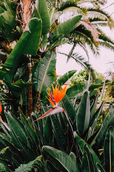 Tropikal yeşil. Kanarya Adası. Kanarya çiçekler