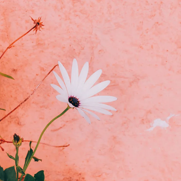 Flores Parede Rosa Arte Mínima — Fotografia de Stock