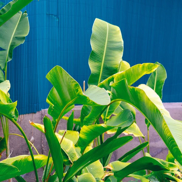 植物在蓝色 热带绿 — 图库照片