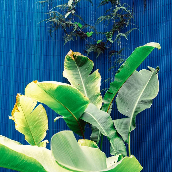 Plantas Azul Concepto Moda Verde Tropical — Foto de Stock