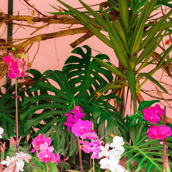 Bitki Pembe Moda Kavramı Üzerinde Pembe Duvar Tropik Çiçekler — Stok fotoğraf