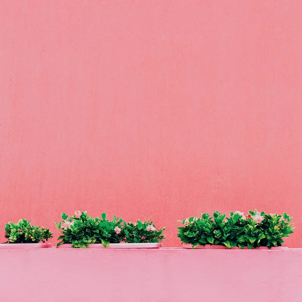 Planten Roze Mode Concept Bloemen Roze Muur — Stockfoto