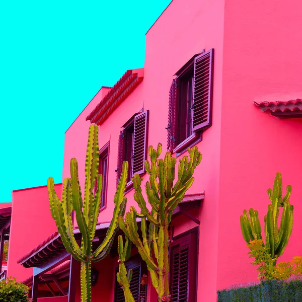 Plantas Conceito Moda Rosa Cactus Localização Estilo Tropical — Fotografia de Stock