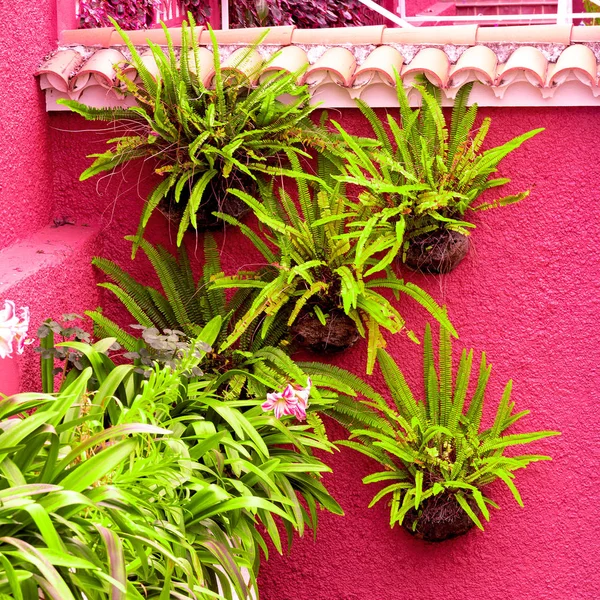 Bitki Pembe Moda Kavramı Üzerinde Tropikal Pembe Duvarda Yeşil — Stok fotoğraf
