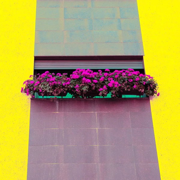 Flowers. Minimal. Urban location. Plant lover concept