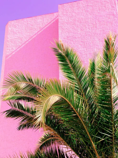 ピンクのファッション概念上の植物 ピンクの背景の壁に最小限のパーム — ストック写真