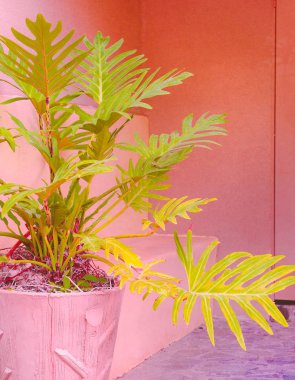 Palm tropikal moda ruh hali. Bitkiler üzerinde pembe kavramı