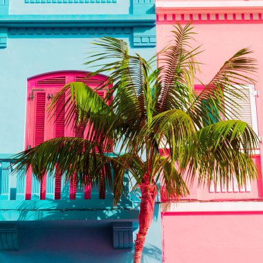 Palm renkli konumu. Bitki pembe kavramı üzerinde. Kanarya Adası