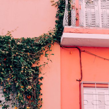 Bitki pembe moda kavramı üzerinde. bitki yeşil konum. canaru Adası