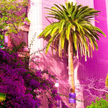 Palm moda konum. Bitki pembe kavramı üzerinde. Kanarya Adası