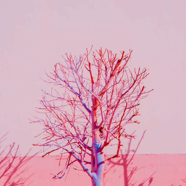 最小限のツリー ピンクの概念上の植物 — ストック写真
