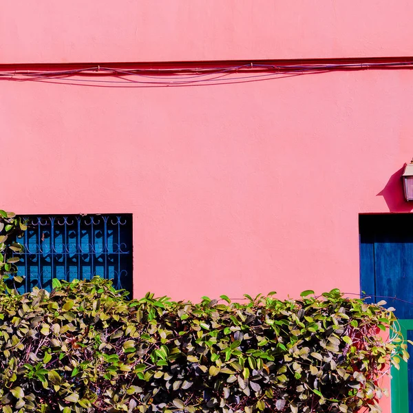 Minimal Colorful Plant Location Plants Pink Concept Canary Island — Stock Photo, Image