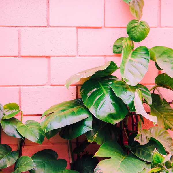 Planten Roze Mode Kunst Groen Roze Muur — Stockfoto