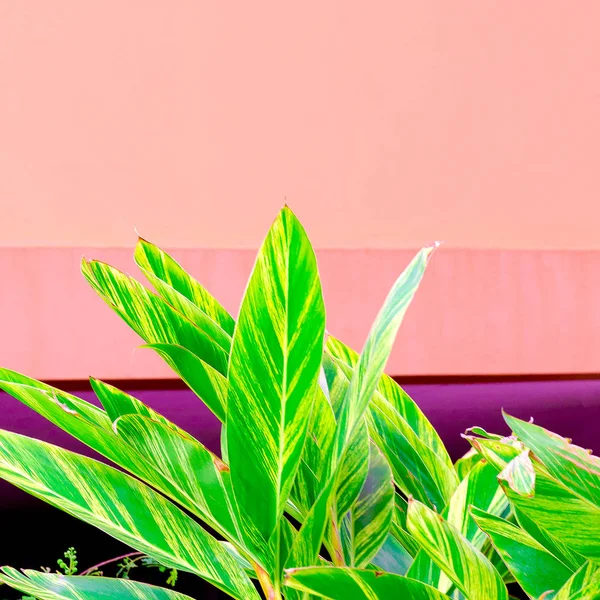 Planten Roze Mode Minimal Art Tropische Groen Roze Muur — Stockfoto