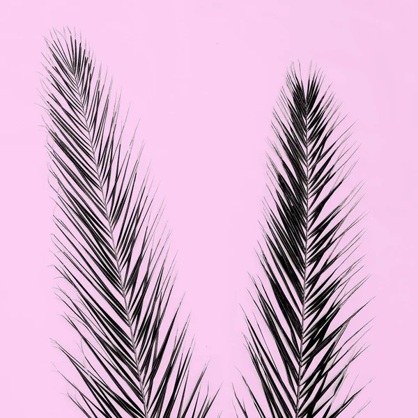 Palm Shadow Tropical Mood Pink Background — Stock Photo, Image