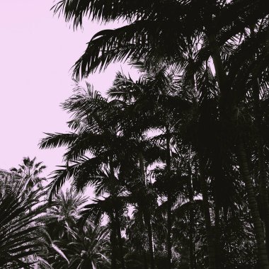 Palm konum. Kanarya Adası. Seyahat ruh hali