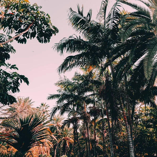 棕榈时尚的位置 加那利群岛 旅行心情 — 图库照片
