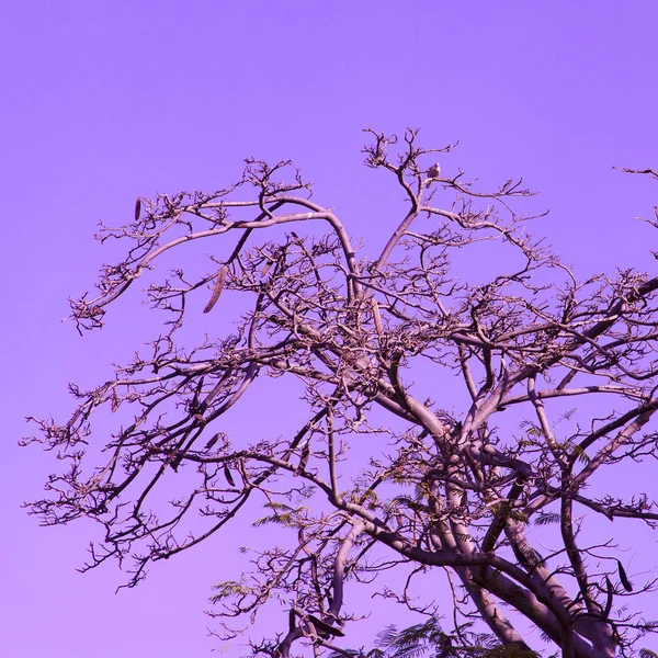 Purple tree. Minimal plant art
