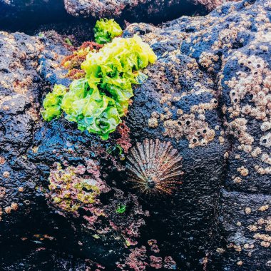 Kabukları doğa arka plan. Biyo oceanvibes