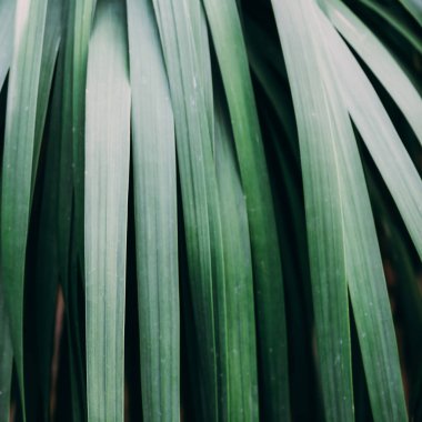 Tropikal yeşil arka plan. Bitki sevgilisi en az moda kavramı