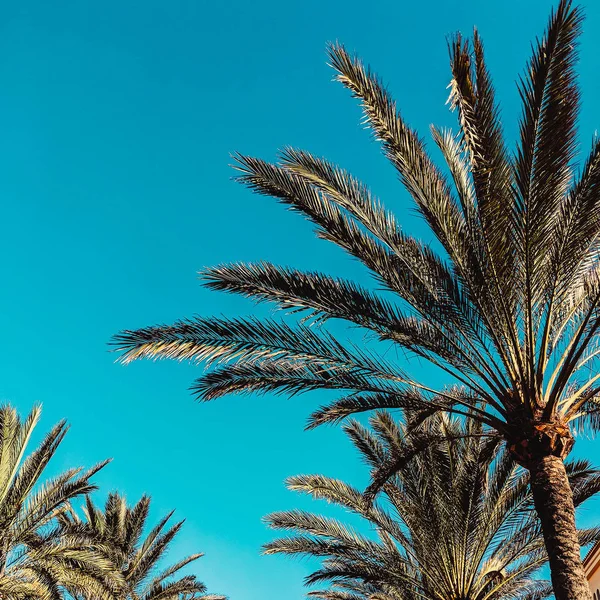 Palm Kanarya Adası Seyahat Moda Vibes — Stok fotoğraf