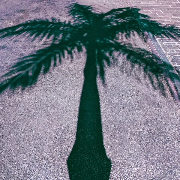 Palmiye Gölge Minimal Tropikal Moda Vibes — Stok fotoğraf