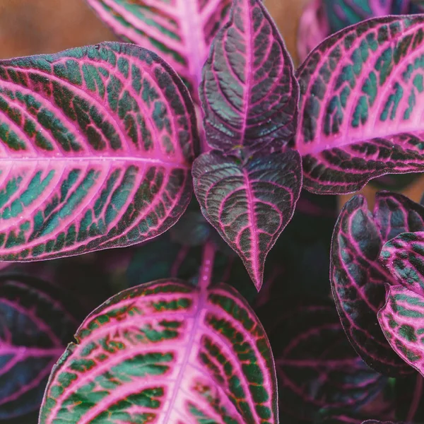 Deja Biografía Concepto Amante Plantas — Foto de Stock