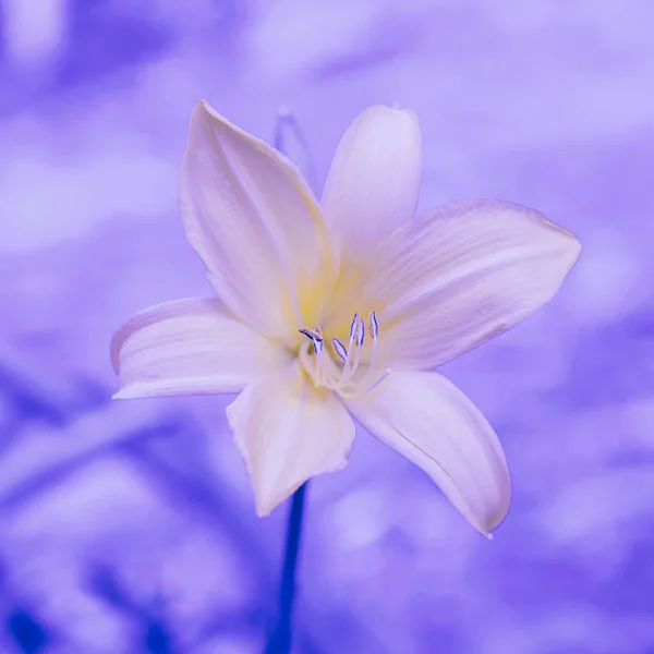 Flor Roxa Lily Conceito Amante Vegetal — Fotografia de Stock