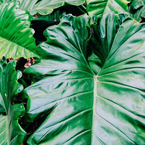 Tropisch Groene Achtergrond Plant Minnaar Concept — Stockfoto