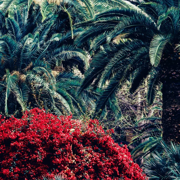 Posizione Tropicale Isola Delle Canarie Vibrazioni Viaggio — Foto Stock