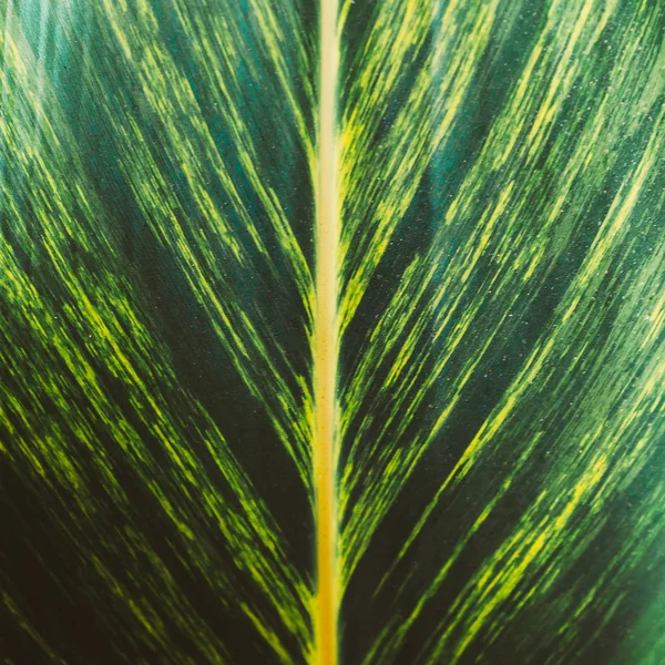 Тропический Зелёный Лист Мода Любителей Растений — стоковое фото
