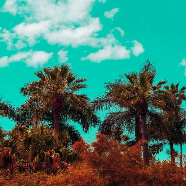Canary Island Palm Travel Vibes — Stock Photo, Image
