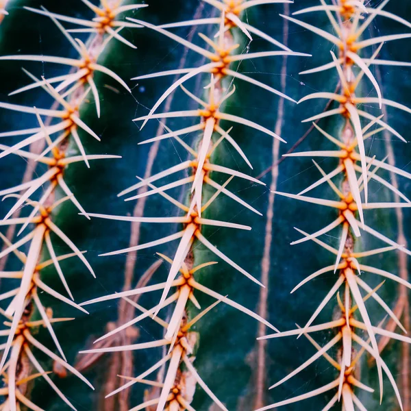 Cactus Bio Bakgrund Anläggningen Älskare Koncept — Stockfoto
