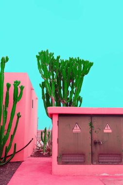 Bitki pembe moda kavramı üzerinde. Kaktüs pembe duvar arka plan üzerinde. Pembe şeker ruh hali