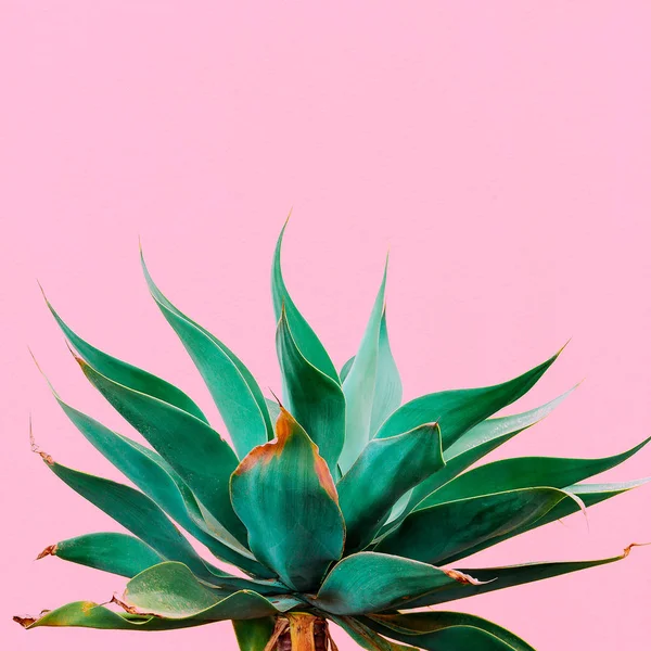 Stylish Plants Pink Content Tropical Plant Pink Wall — Stock Photo, Image