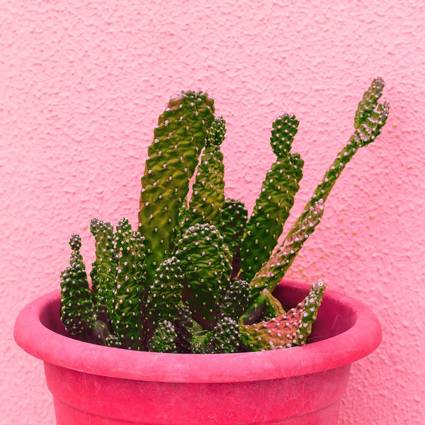 Fashion plants on pink content. Cactus in a pot  on pink background wall