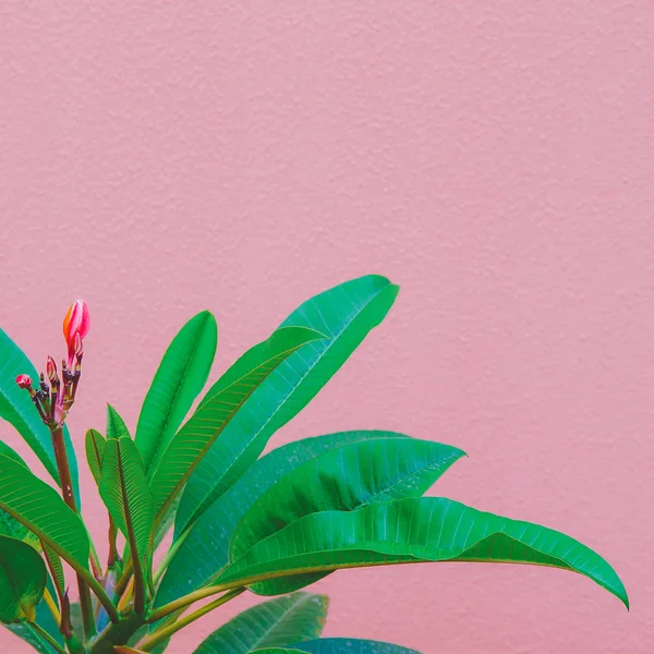 Tropische Plant Roze Muur Planten Roze Mode Idee — Stockfoto