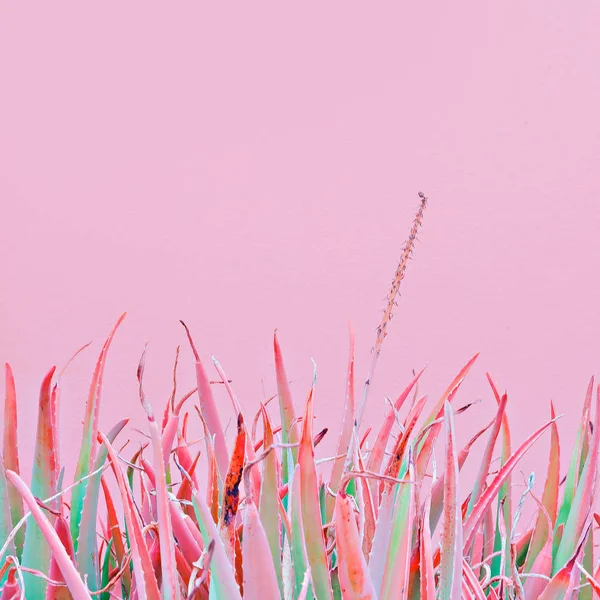 Алое Рожевій Стіні Рослини Концепції Рожевої Моди Тенденція Пастельних Кольорів — стокове фото
