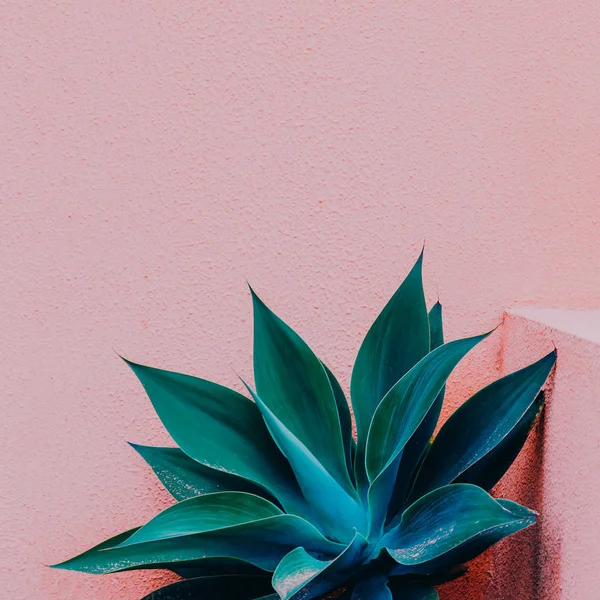 Tropikal Bitki Pembe Duvarda Bitki Pembe Moda Içeriği Üzerinde Bitki — Stok fotoğraf