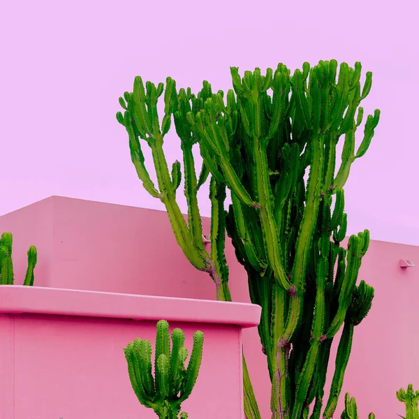 Växter Rosa Mode Idé Cactus Rosa Vägg Bakgrund Rosa Godis — Stockfoto