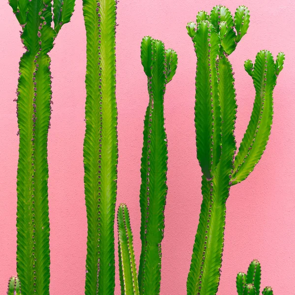 Piante Idea Moda Rosa Cactus Sfondo Rosa Parete Minimale Arte — Foto Stock