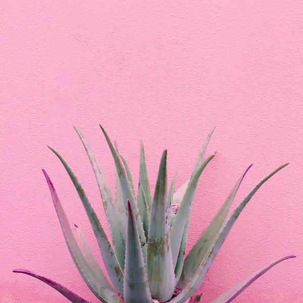 Växter Rosa Mode Idé Aloe Rosa Vägg Bakgrund Minimal Växt — Stockfoto