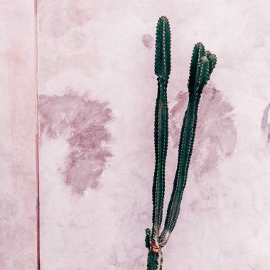 Bitki pembe moda kavramı üzerinde. kaktüs duvar arka plan üzerinde. En az bitki sanat