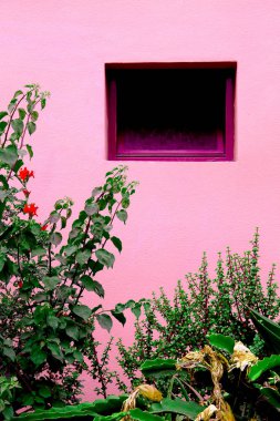 Bitki pembe moda kavramı üzerinde. Tropikal yeşil pembe duvar arka plan üzerinde. Kanarya Adaları