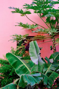 Bitki pembe moda kavramı üzerinde. Tropikal yeşil pembe duvar arka plan üzerinde. Kanarya Adaları