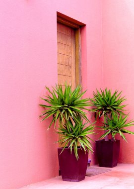Bitki pembe en az kavramı üzerinde. Tropikal Mini Palm'da pembe duvar arka plan. Ev tasarımı