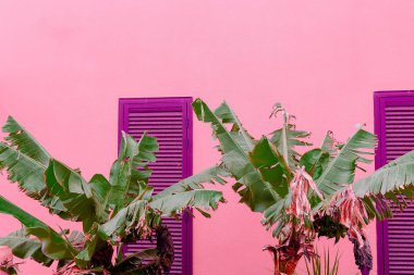 Bitkiler üzerinde pembe moda fikir. Tropikal palmiye pembe duvar arka plan üzerinde. Kanarya Adaları