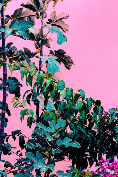 Plantas Concepto Moda Rosa Verde Sobre Fondo Pared Rosa Mínimo — Foto de Stock