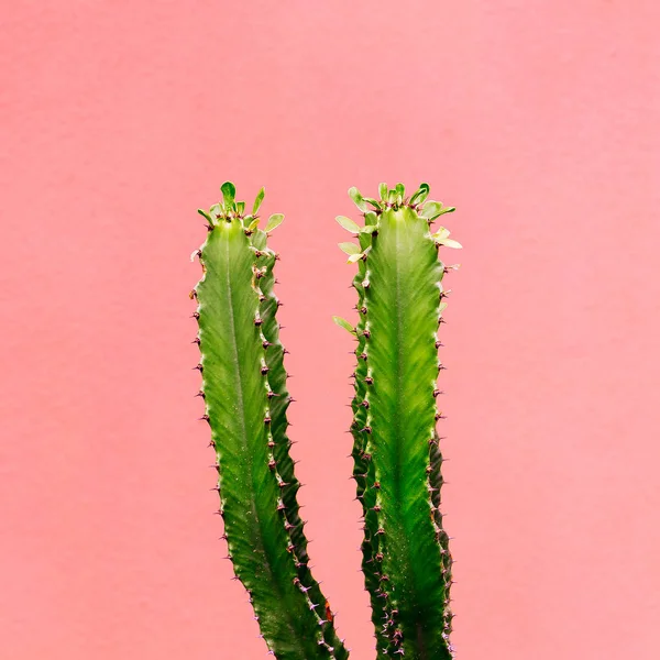 Växter Rosa Koncept Cactus Rosa Vägg Bakgrund Minimalistisk Konst — Stockfoto